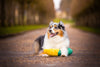 PELUCHE - Jigglerz® Maïs XL | Jouet en Peluche pour Chien - ZippyPaws