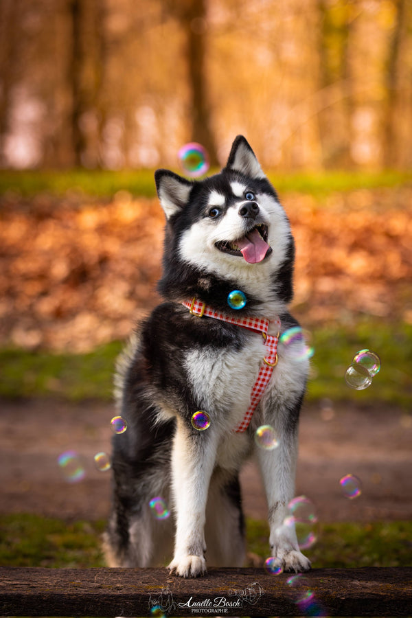Arya, la star du logo