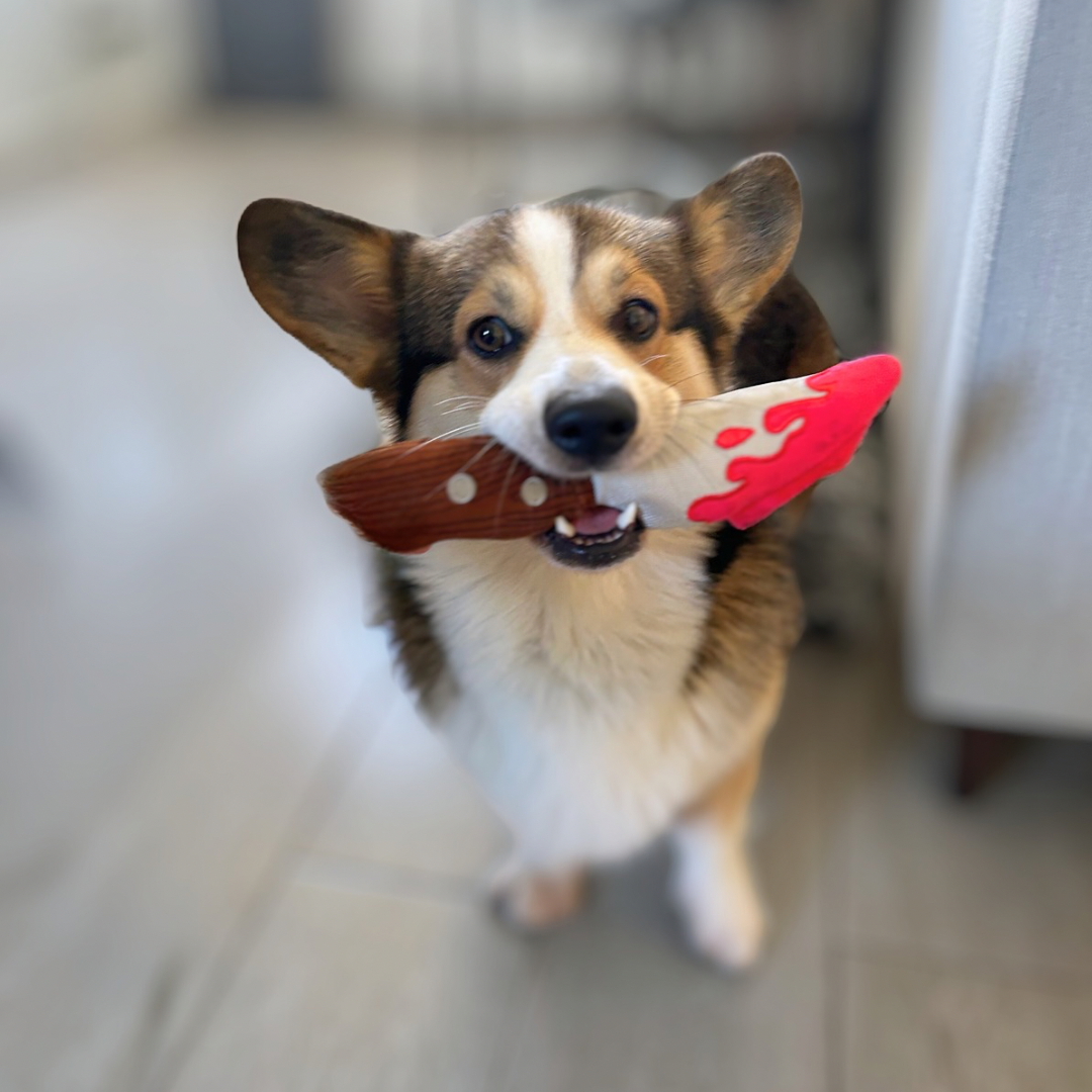 Corgi qui court avec la lame rouge entre les dents