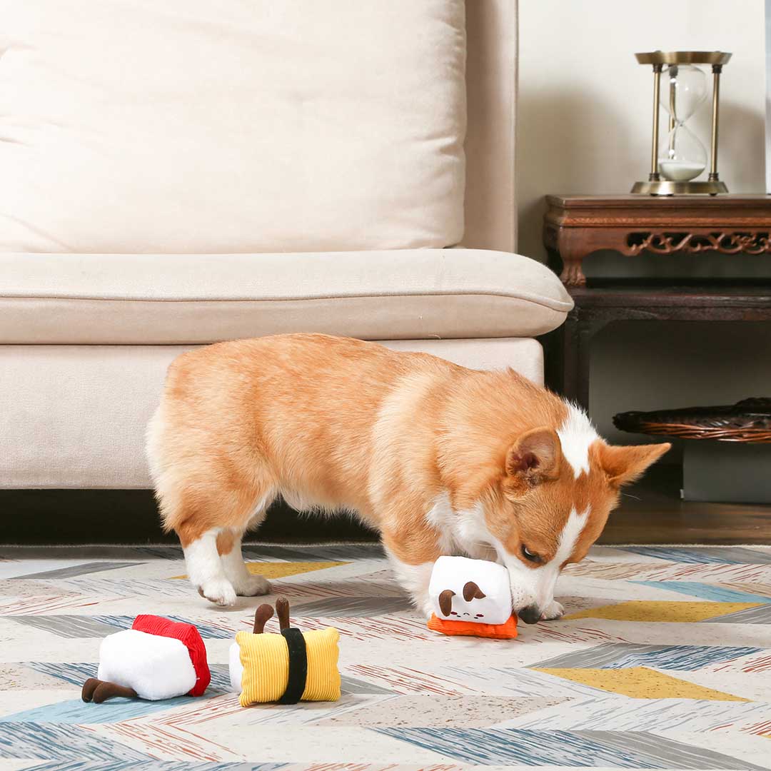 Corgi qui renifle les trois sushis sur un tapis