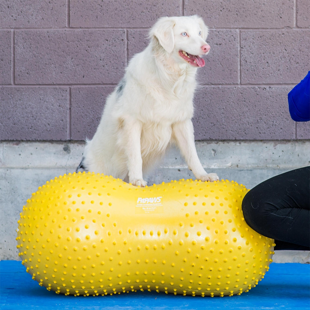 Ballon d'équilibre pour chien TRAX Peanut – FitPAWS