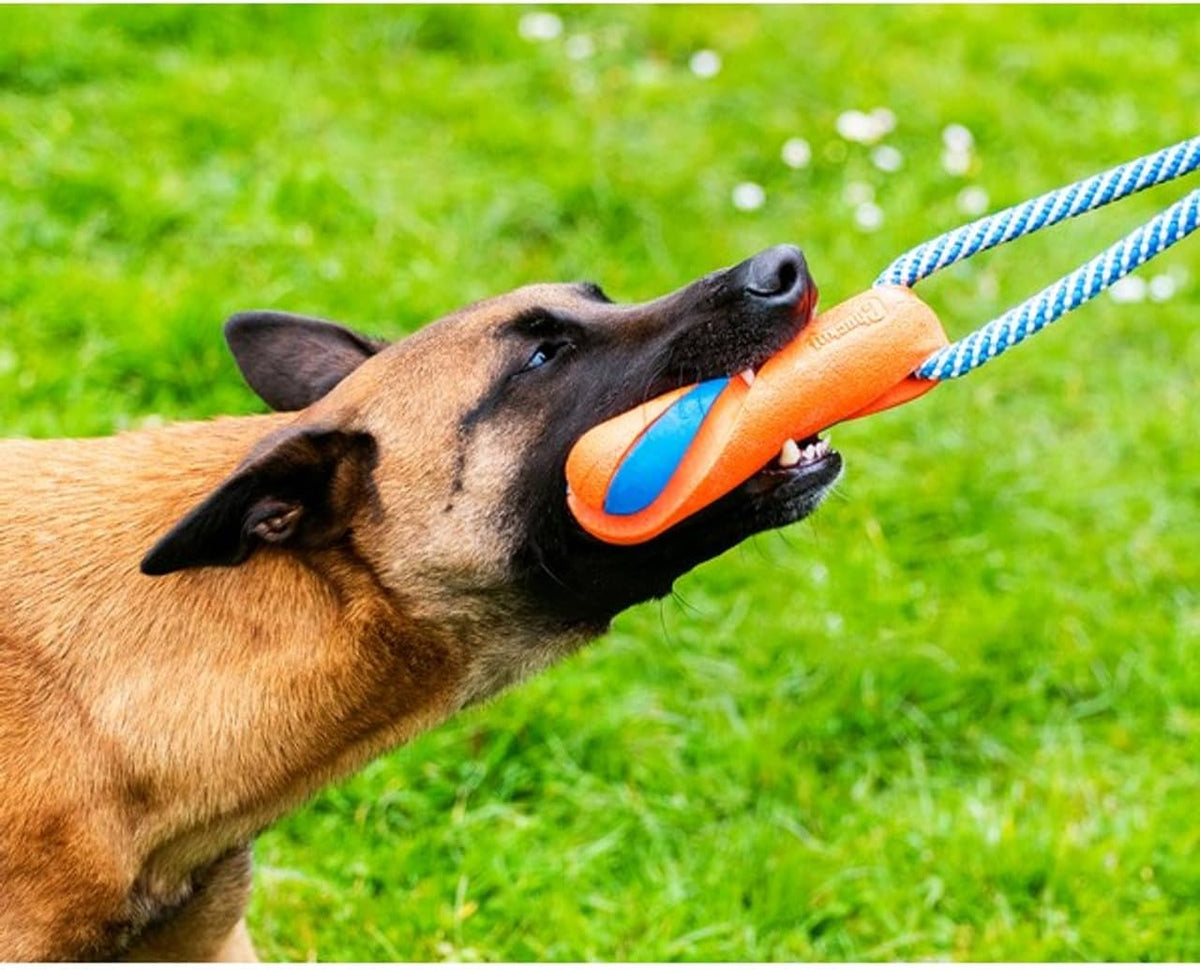 Berger malinois mordant le boudin orange dans l'herbe