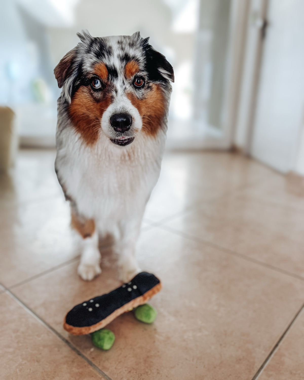 Chien tricolore qui marche derrière la planche posée au sol