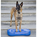 Berger malinois debout sur l'os bleu dans un escalier