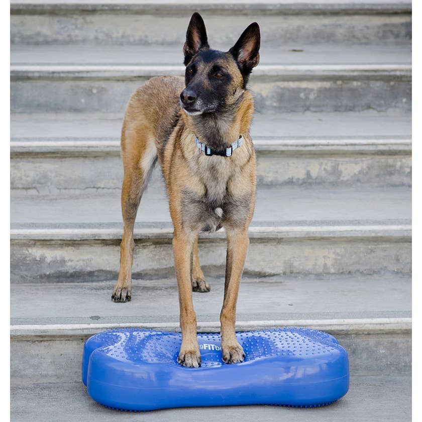 Berger malinois debout sur l'os bleu dans un escalier