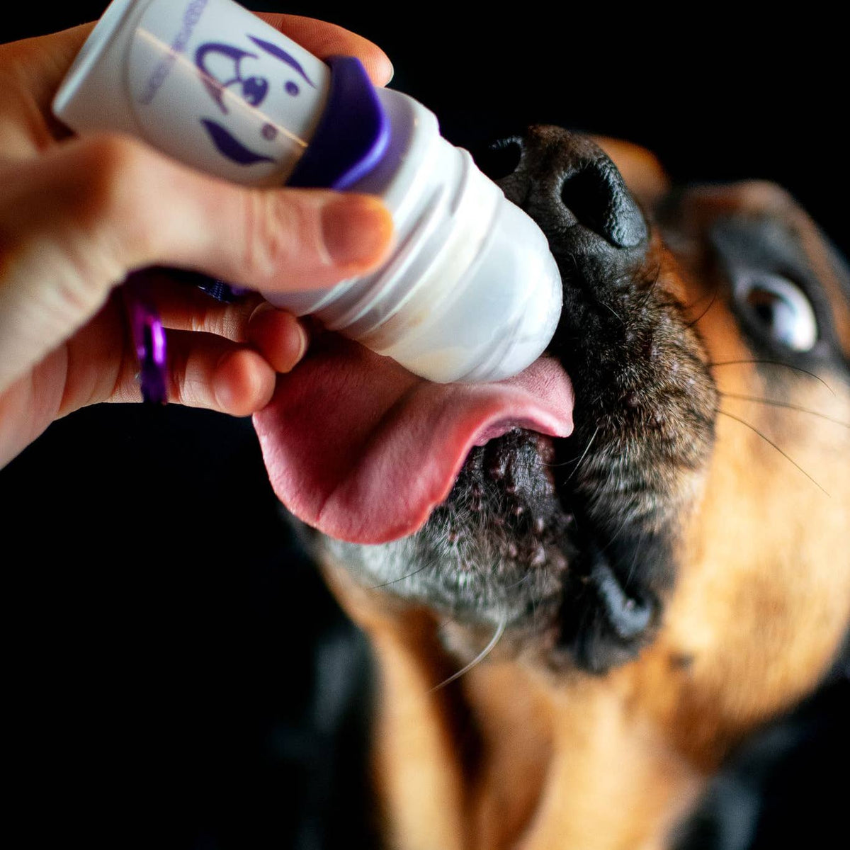 Chien léchant la bille du rouleau tenu en main