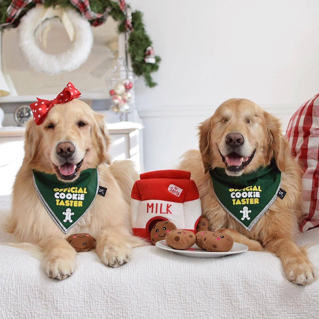 Deux golden retrievers en bandana derrière la brique de lait