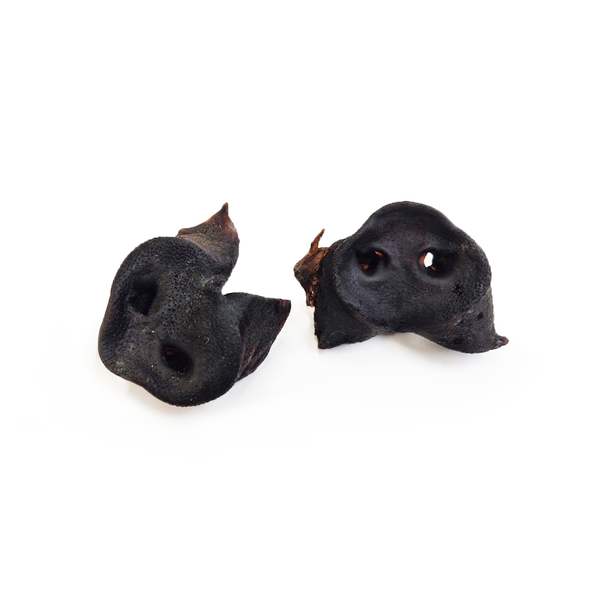 Groin de Sanglier – Friandise naturelle hypoallergénique pour chien