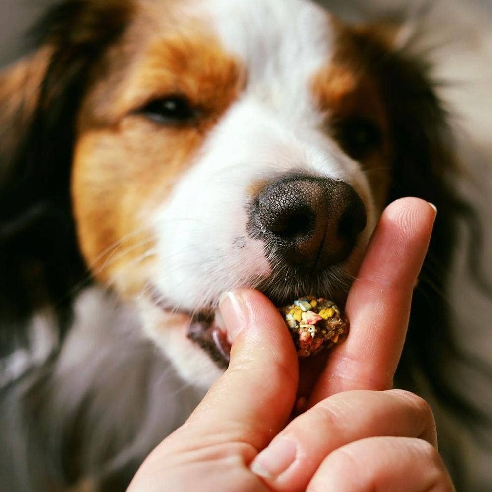 Chien tricolore croquant une bouchée tendue du bout des doigts