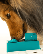 Colley au pelage fauve fouillant le module turquoise
