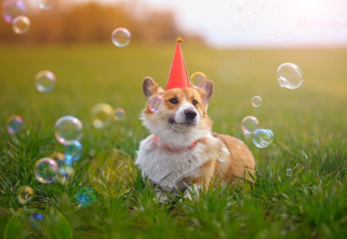 Corgi à chapeau pointu entouré de bulles dans l'herbe