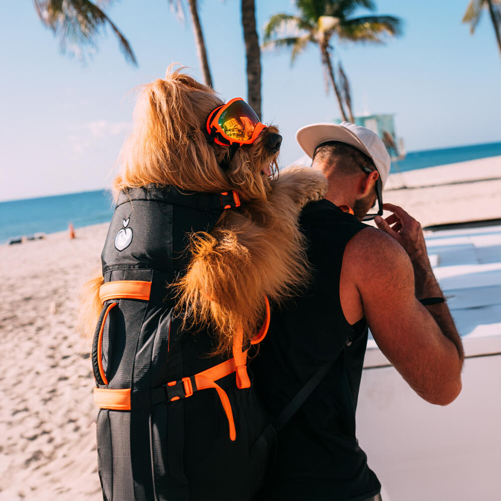 Chien roux porté dans le sac au bord de la plage