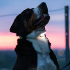 Chien de nuit portant la lampe allumée au collier