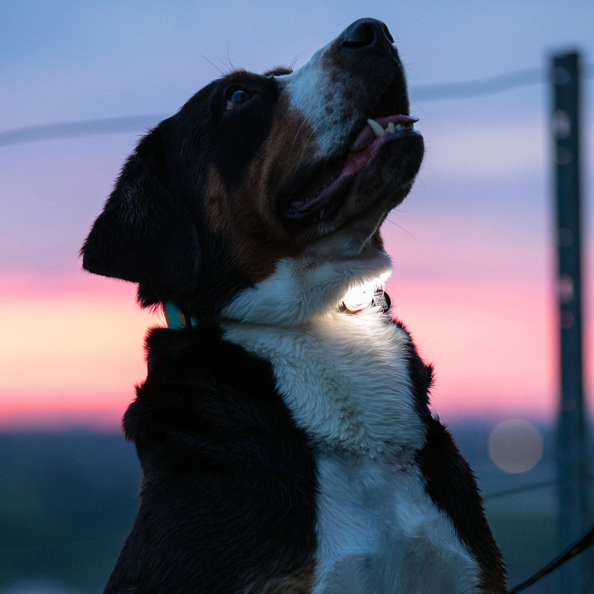 Chien de nuit portant la lampe allumée au collier