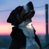 Matrix Ultra LED – Lampe de sécurité pour chien
