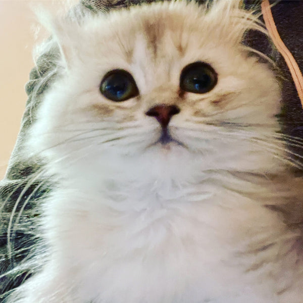 Luna, celle qui nous a choisis
