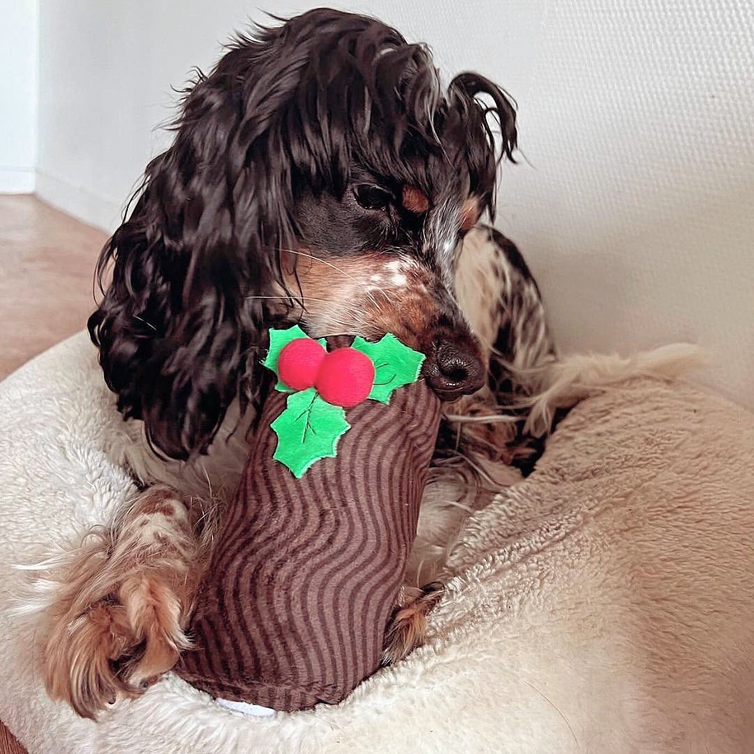 Chien aux longs poils bouclés qui tient la bûche dans la gueule