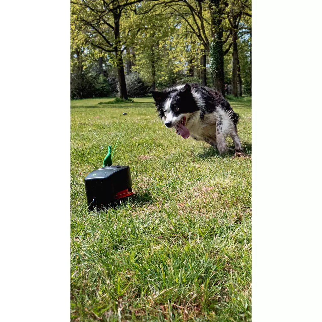 Border collie qui court après le leurre dans l'herbe