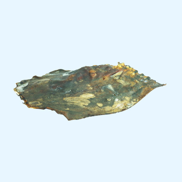 Plaques de cerf pour chien – 500 g