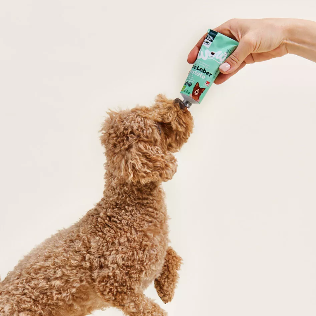 Caniche abricot qui lèche le pâté sorti du tube tenu à la main