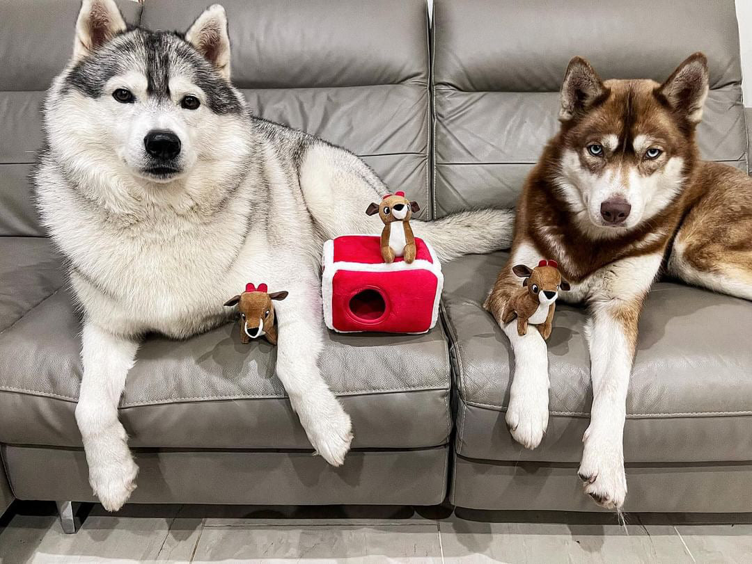 Deux huskies allongés sur un canapé gris avec le chalet et les rennes