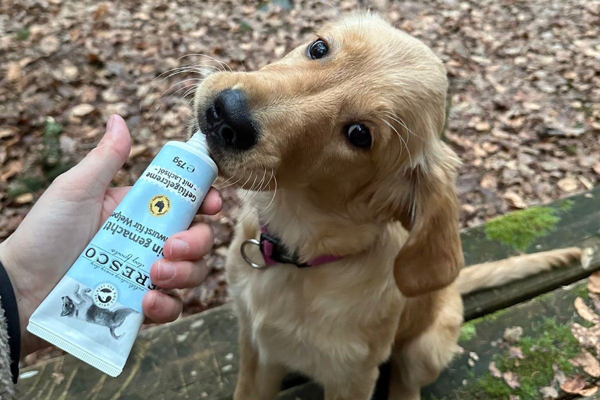 Jeune chien léchant un tube tenu à la main