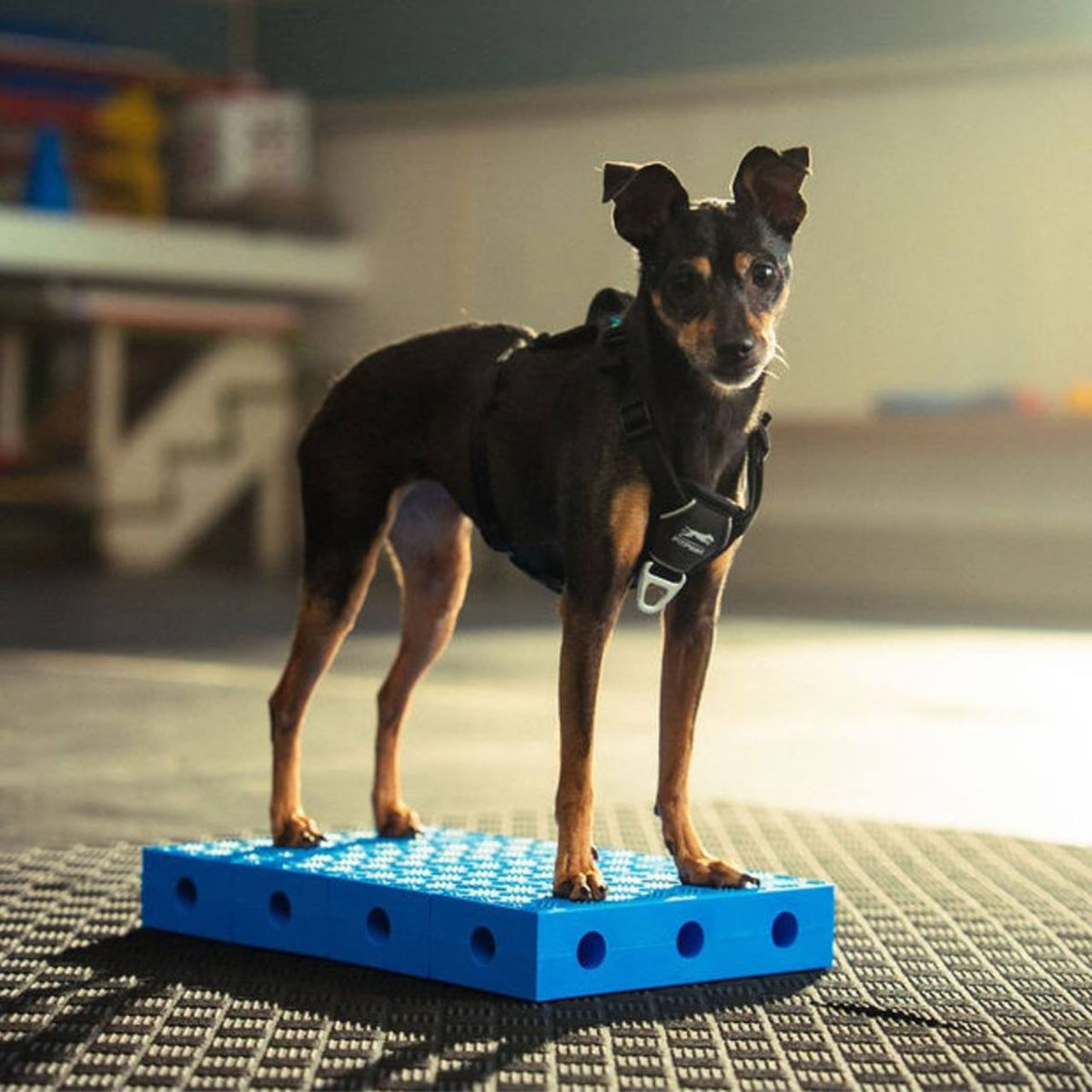 Pinscher debout sur une plateforme bleue en salle