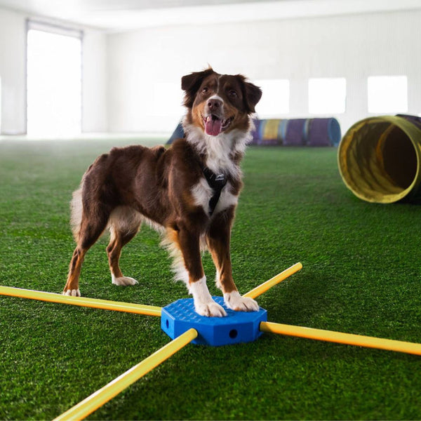 FitPaws FitKinect Xtra — Système d’entraînement modulable complet pour chiens — PRÉCOMMANDE