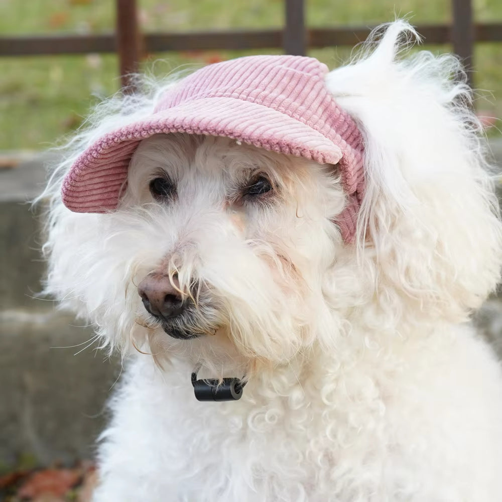 Chien blanc frisé coiffé d'une casquette rose