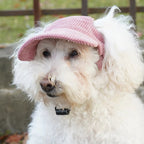 Chien blanc frisé coiffé d'une casquette rose