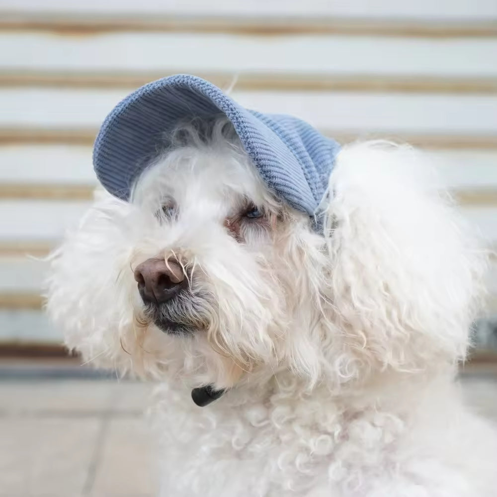 Chien blanc frisé coiffé d'une casquette bleue