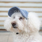 Chien blanc frisé coiffé d'une casquette bleue