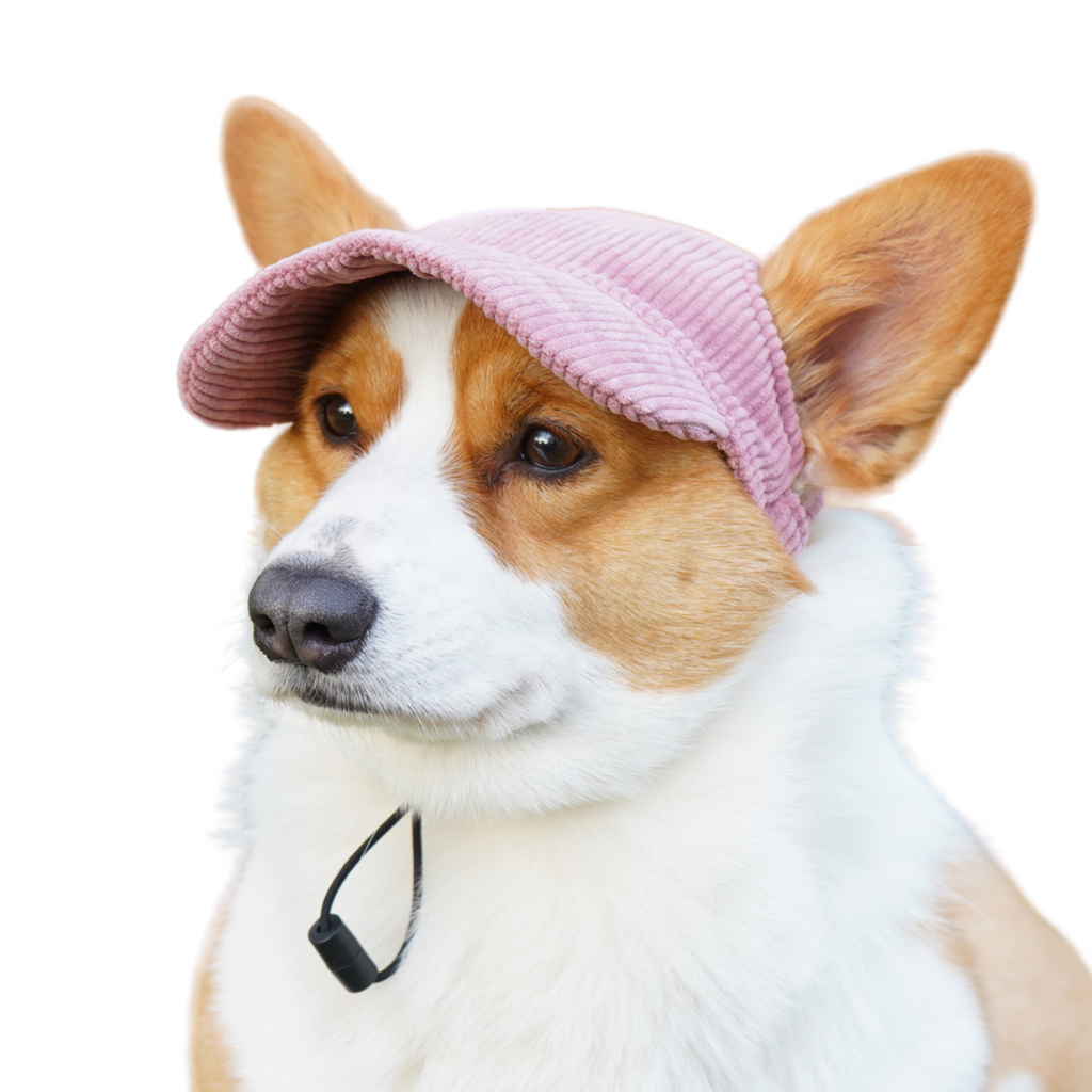 Corgi coiffé d'une casquette rose