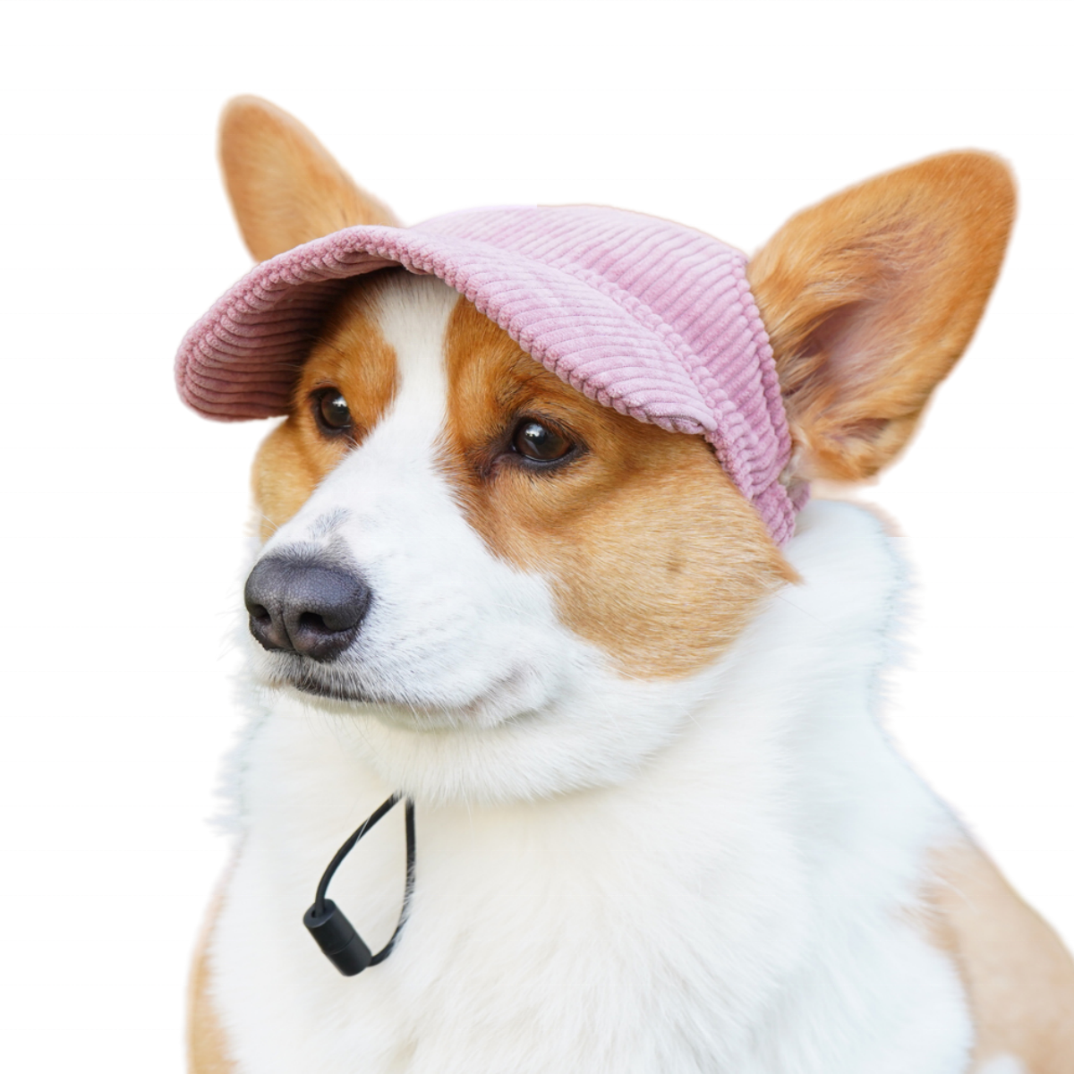 Corgi coiffé d'une casquette rose