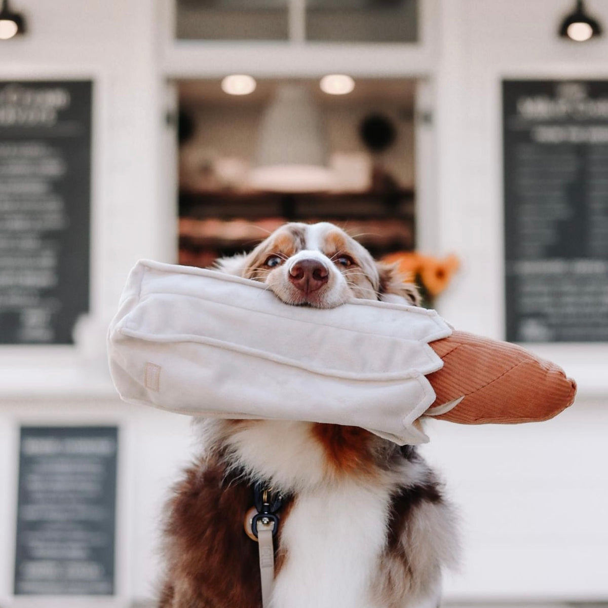 Chien tricolore tenant le sac à pain dans la gueule