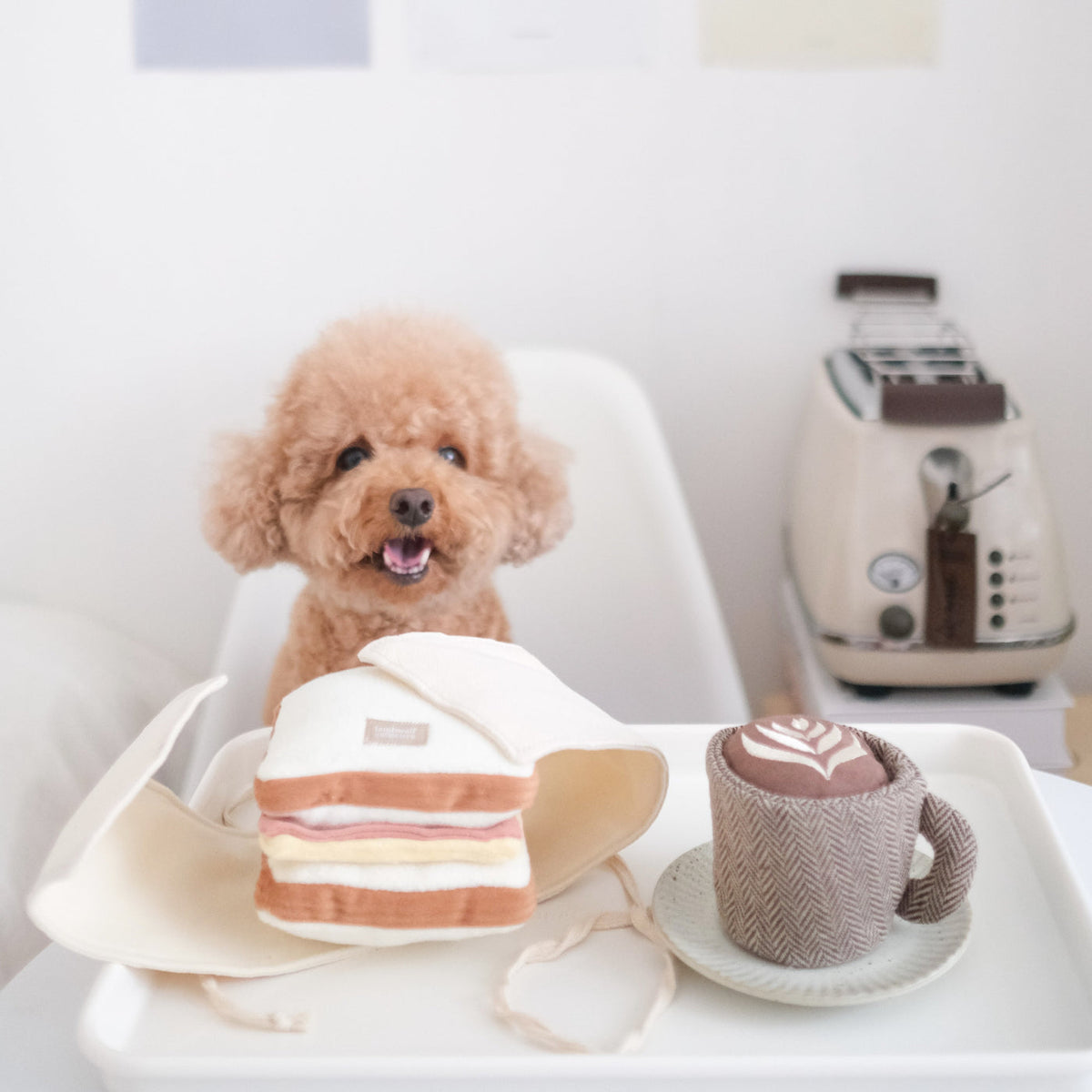 Caniche abricot à table devant le sandwich et une tasse