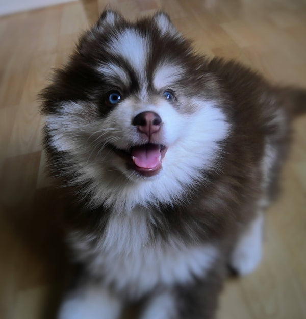 Loki 💛