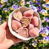 Mix pour glace pour chien & chat – Cooka's Cookies – photo 4
