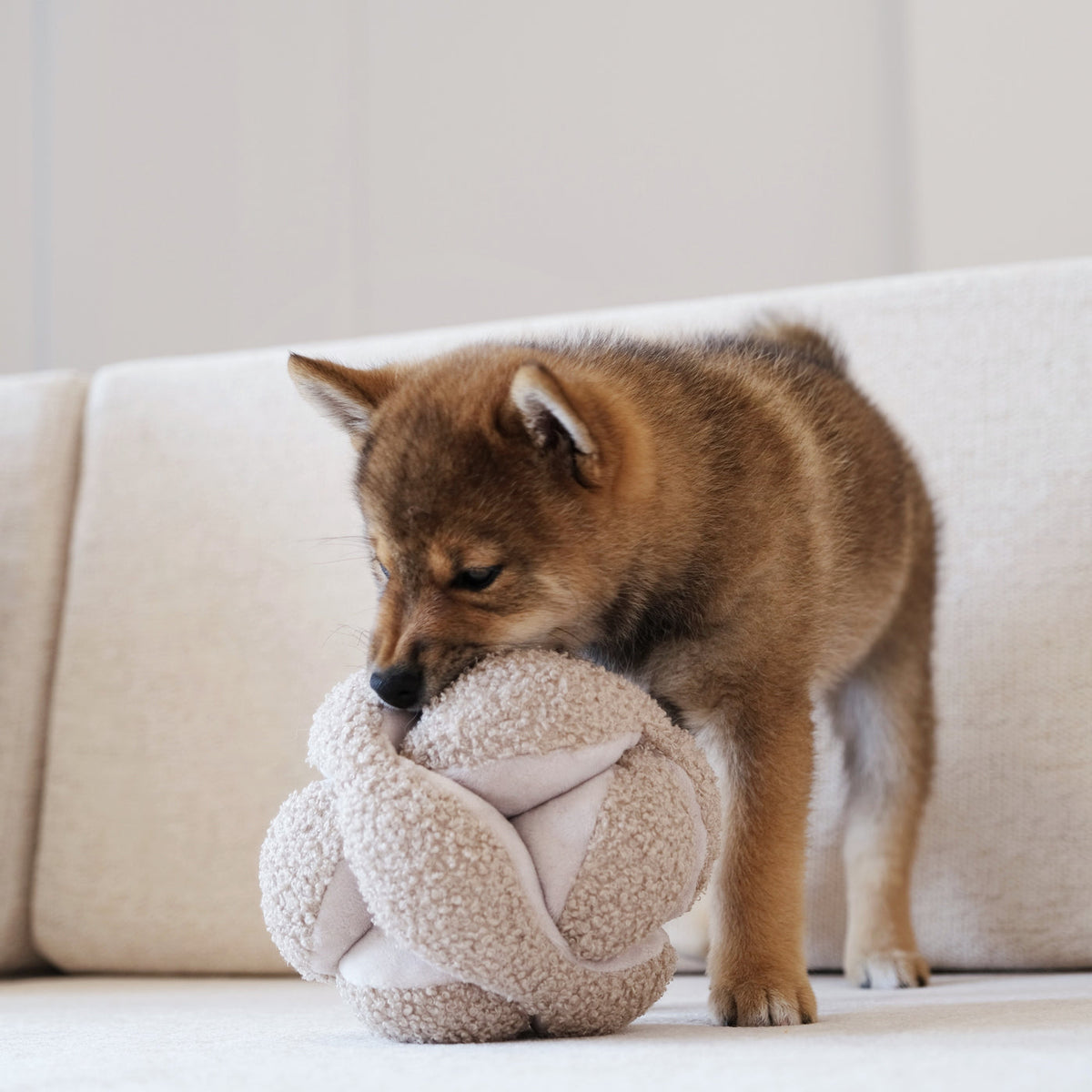 Chiot shiba roux mordillant la balle bouclée devant un canapé