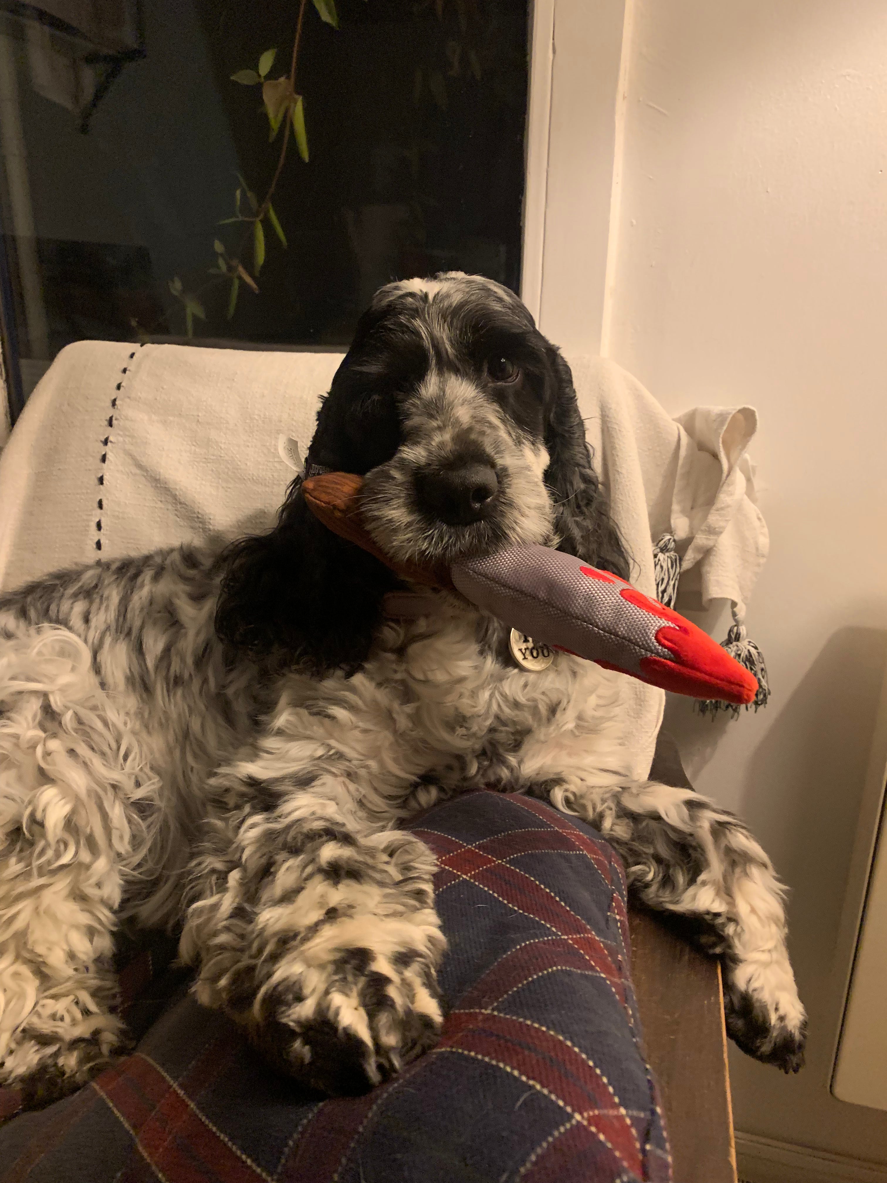 Cocker moucheté allongé sur un fauteuil, le jouet dans la gueule