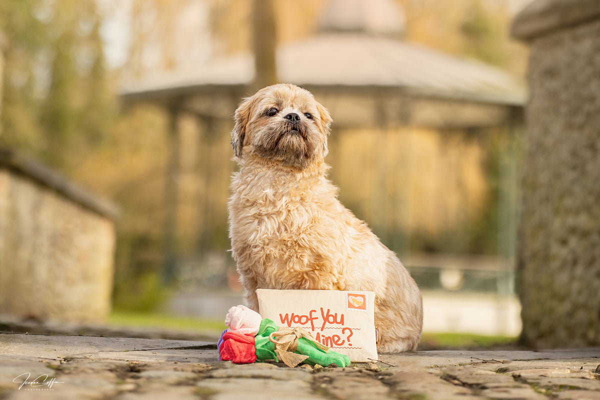 Petit chien crème assis près de l'enveloppe devant un kiosque