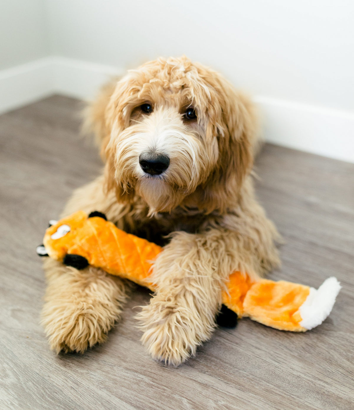 Chien frisé couché qui mordille le renard orange