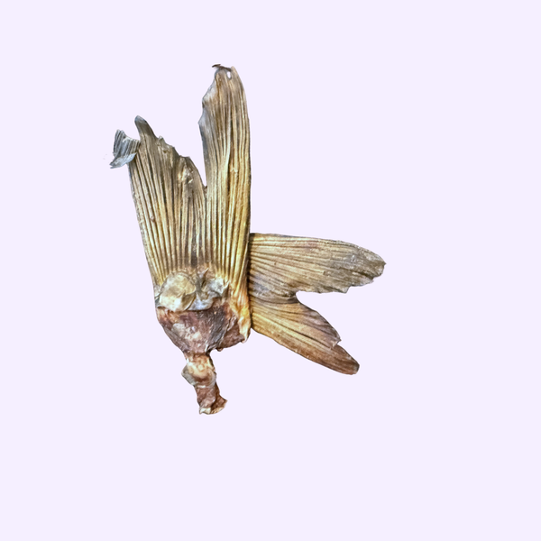 Queues de carpe déshydratées — 100 g