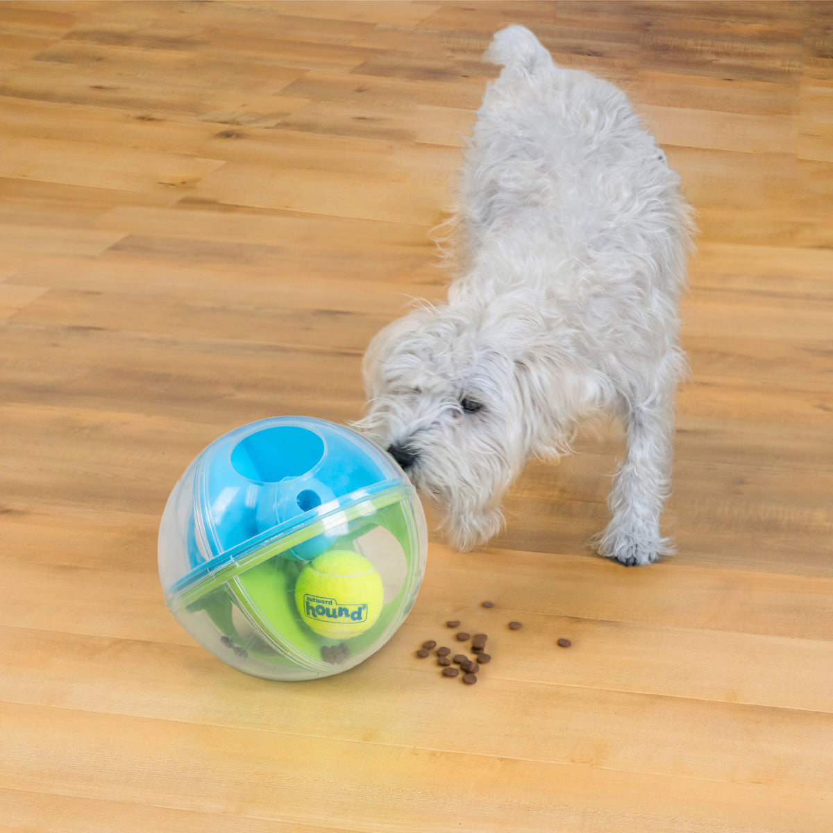 Petit chien blanc poussant la boule avec sa truffe sur un parquet