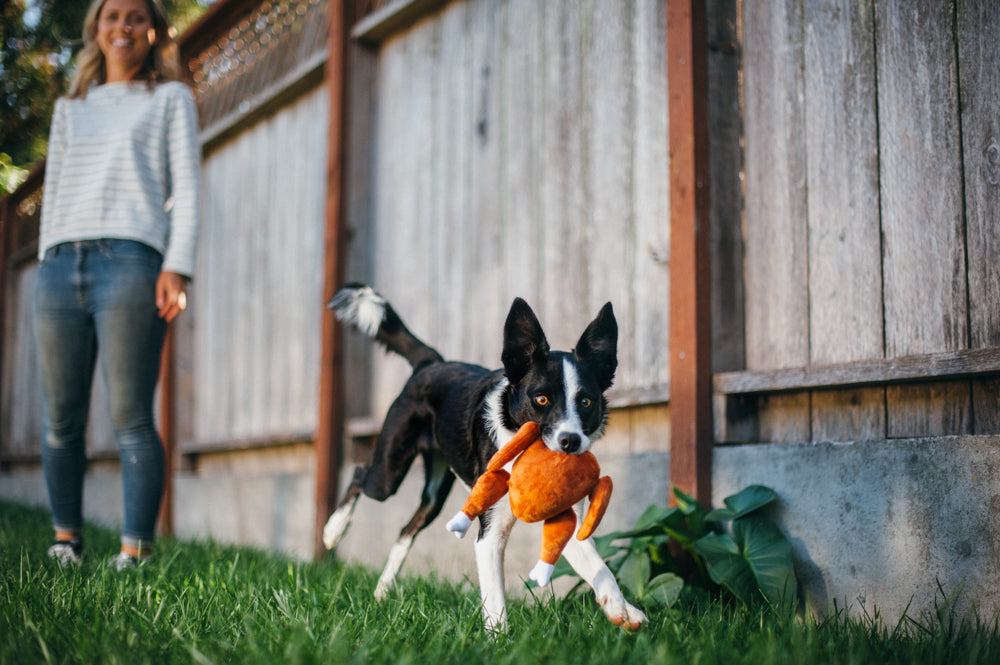 Border collie qui court avec la volaille le long d'une palissade