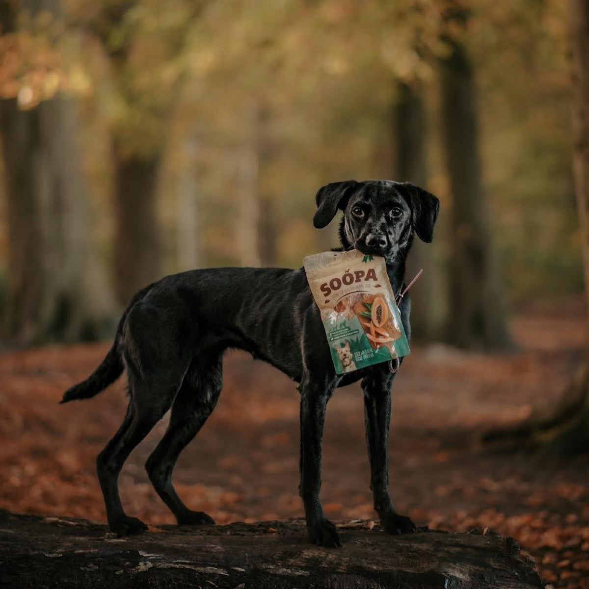 Chien noir en forêt d'automne avec le sachet dans la gueule