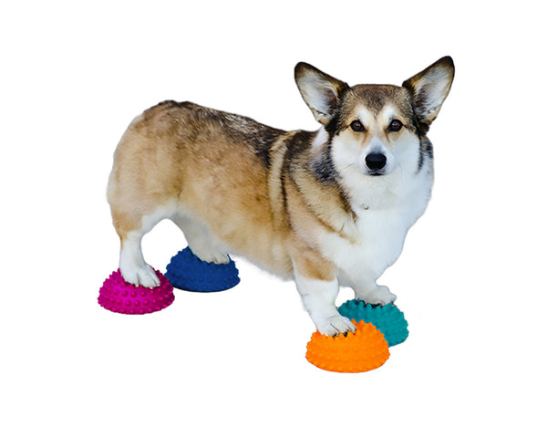 FitPAWS Paw Pods – Plateforme antidérapante d’équilibre pour chiens (Lot de 4) — PRÉCOMMANDE