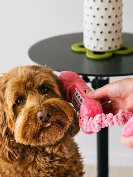 Main qui approche le combiné rose de l'oreille d'un caniche