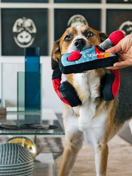 Chien croisé qui mord la manette tendue par une main