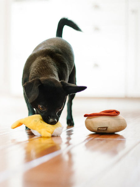 Petit chien noir jouant avec l'œuf poché jaune sur un parquet
